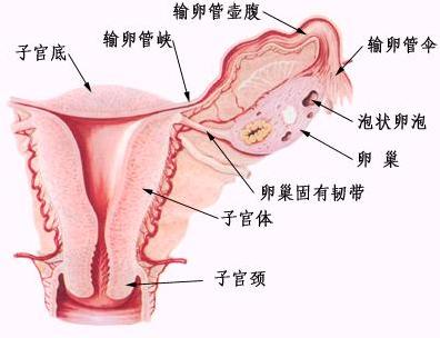 什么是子宫附件囊肿_宝鸡华济妇产原因