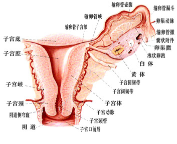 您可点击咨询外阴痒痛是不是外阴炎呢