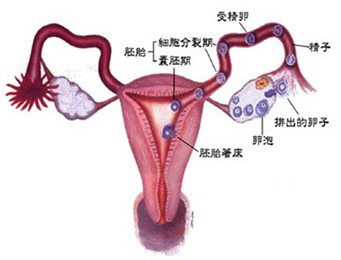 宝鸡女性怎么预防急性输卵管炎