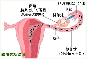 输卵管堵塞的初期症状